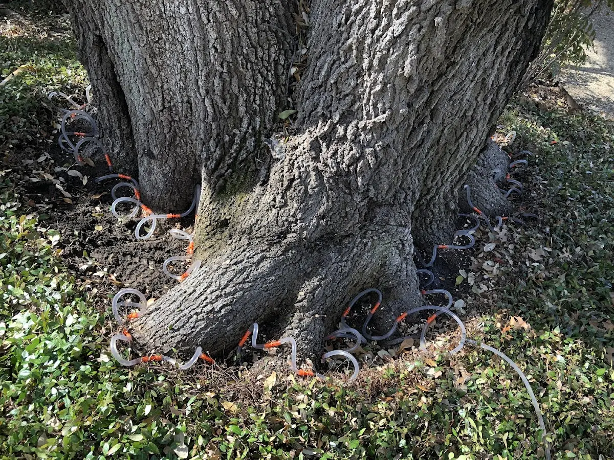 Detailed Tree Cabling and Bracing job site in Carteret