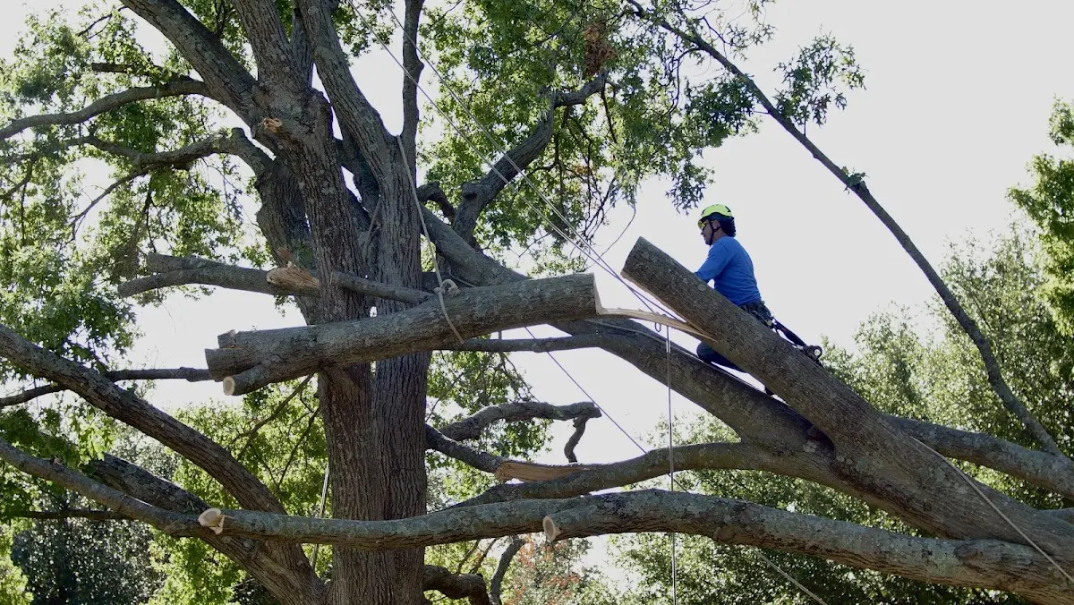 Professional Crown Thinning performed by certified arborists in Carteret