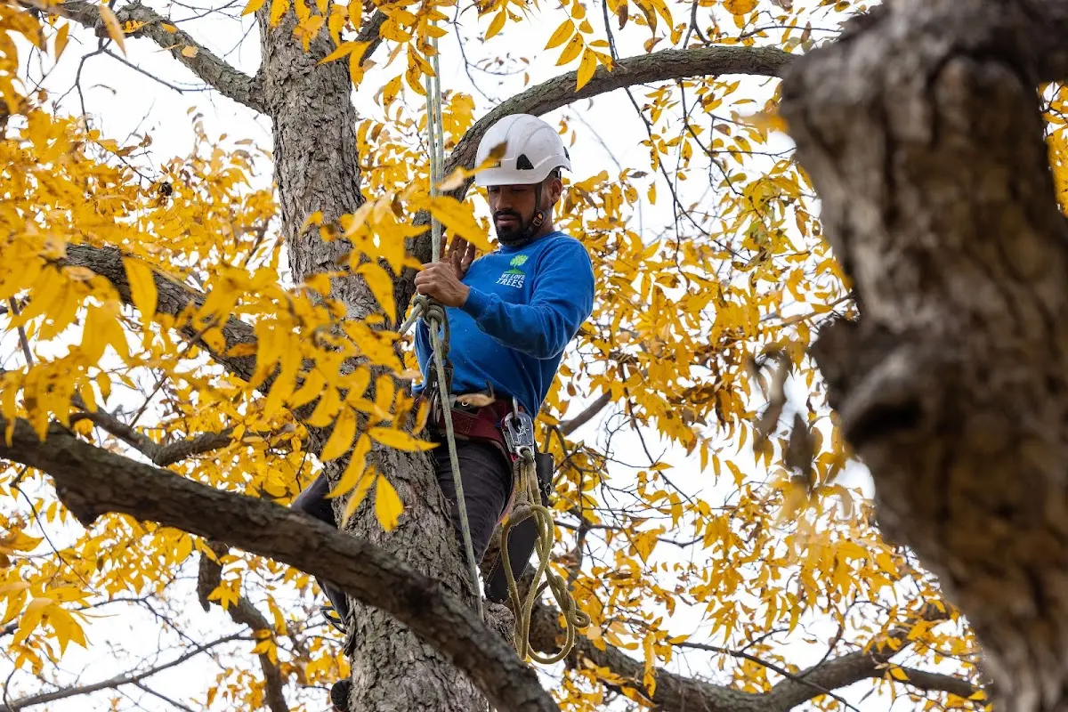 Skilled Tree Pruning crew working in Carteret