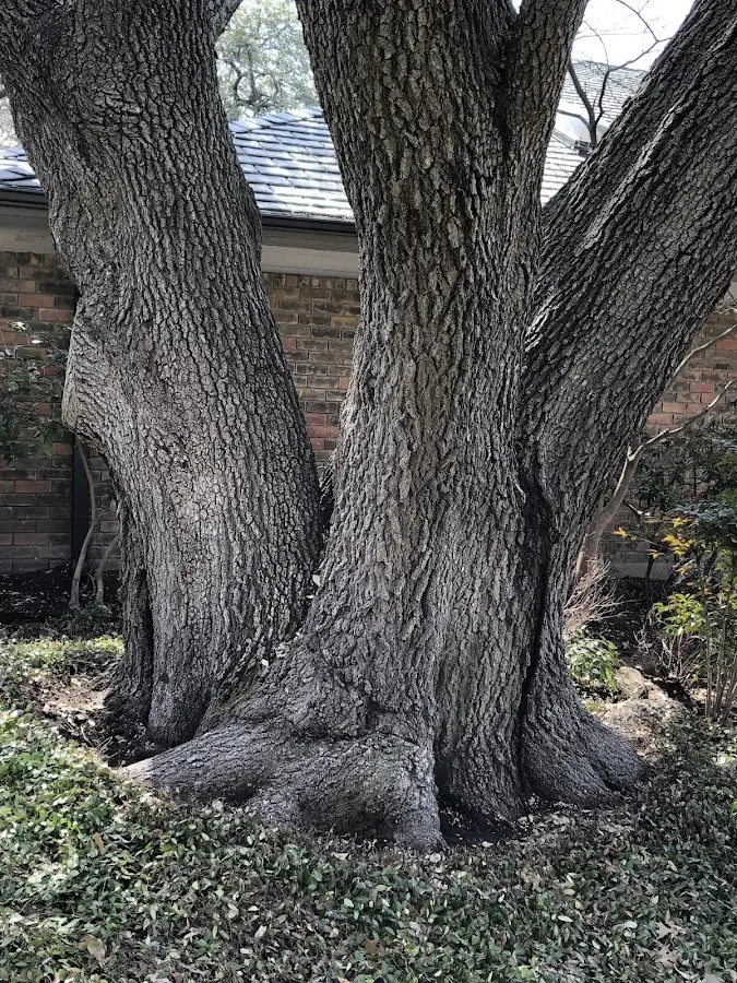 Mature heritage tree close to a Carteret property cared for by certified arborists